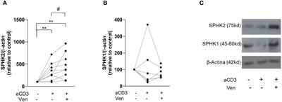 Venetoclax resistance induced by activated T cells can be counteracted by sphingosine kinase inhibitors in chronic lymphocytic leukemia